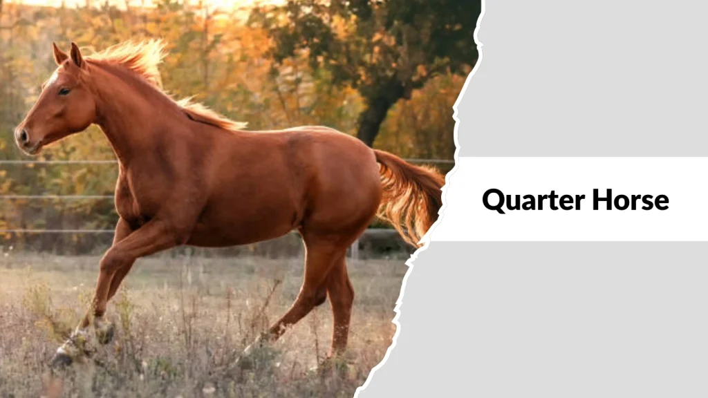 Quarter Horse
