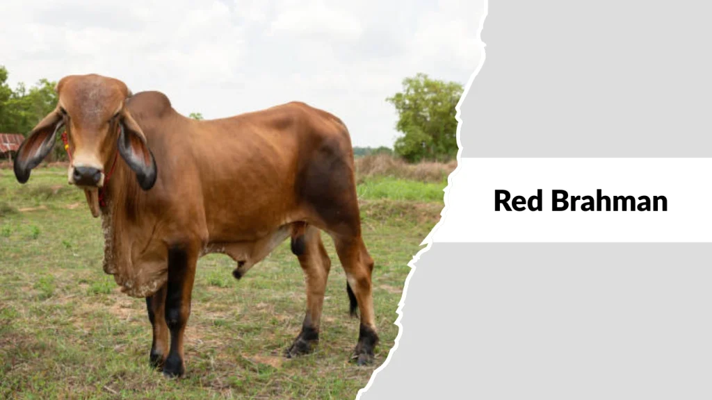 Red Brahman