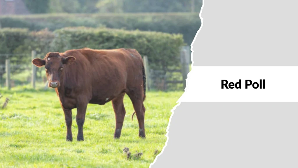 Red Poll