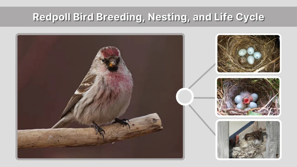 Redpoll Bird Breeding, Nesting, and Life Cycle
