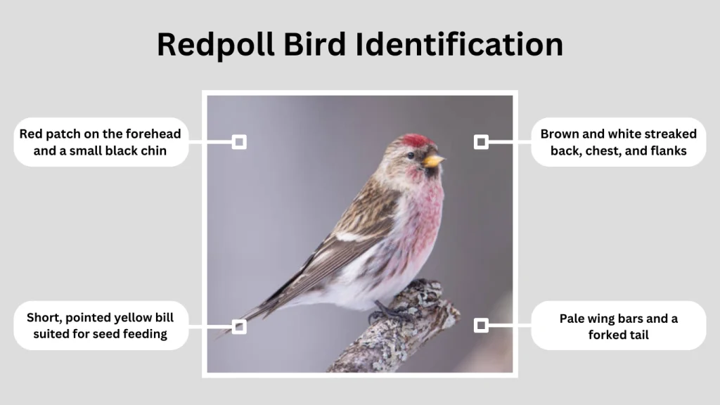 Redpoll Bird Identification
