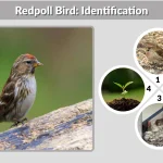 Redpoll Bird Identification, Habitat, Diet, Behavior & Facts