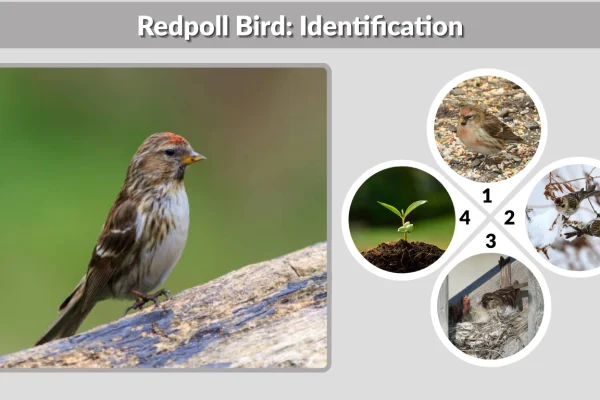 Redpoll Bird Identification, Habitat, Diet, Behavior & Facts