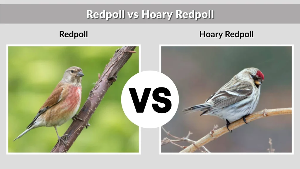 Redpoll vs Hoary Redpoll