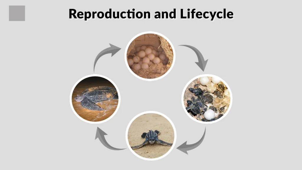 Reproduction and Lifecycle
