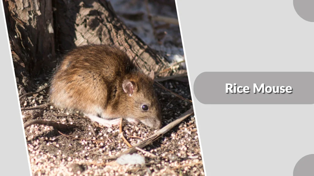 Rice Mouse