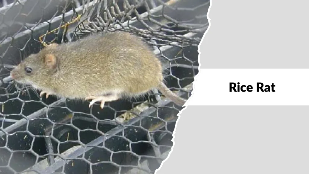 Rice Rat