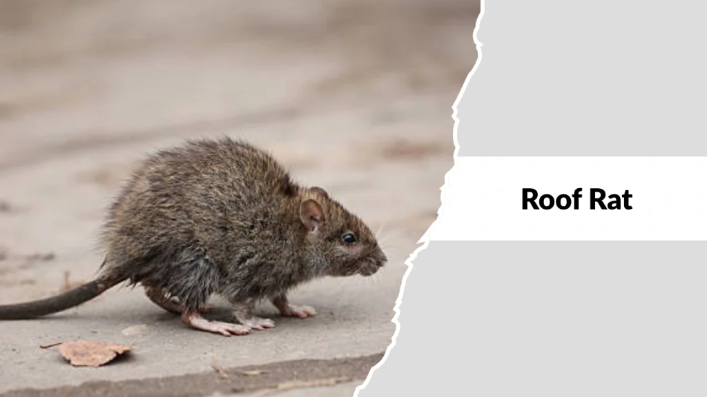 Roof Rat