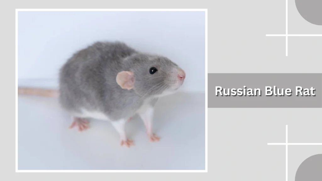 Russian Blue Rat