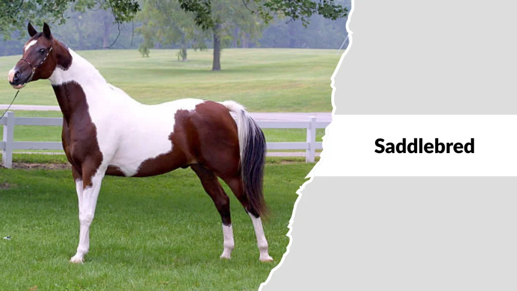 Saddlebred