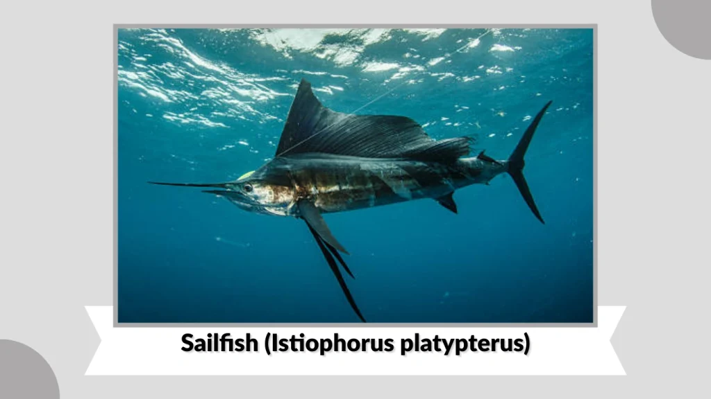 Sailfish (Istiophorus platypterus)