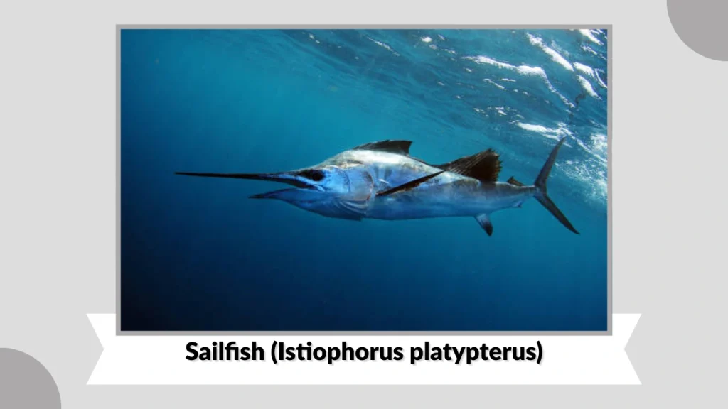 Sailfish (Istiophorus platypterus)