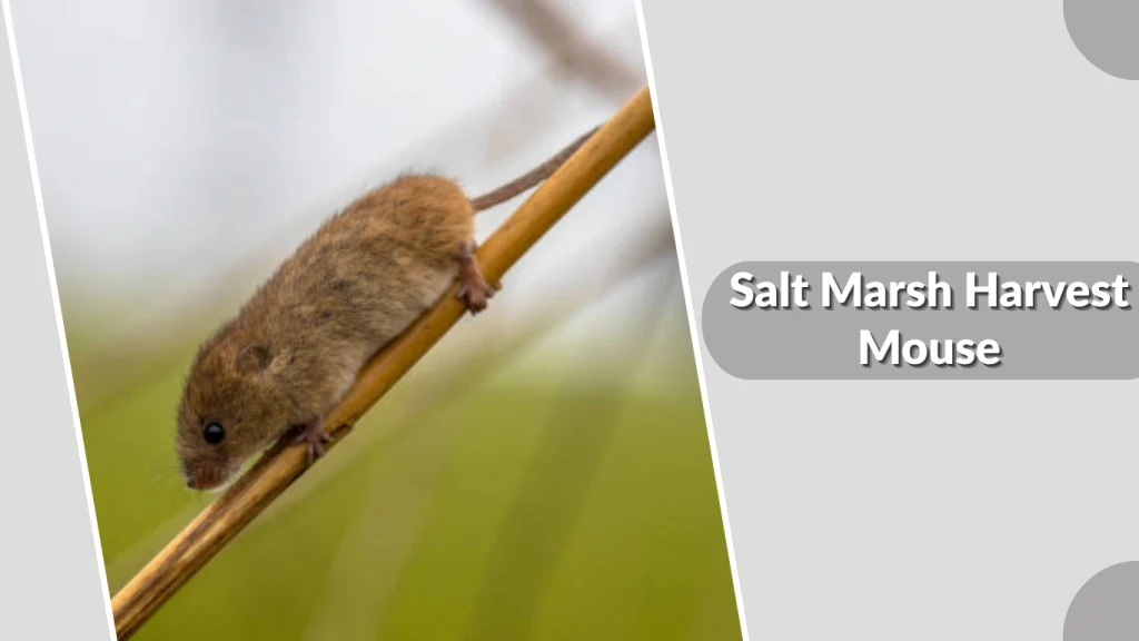 Salt Marsh Harvest Mouse