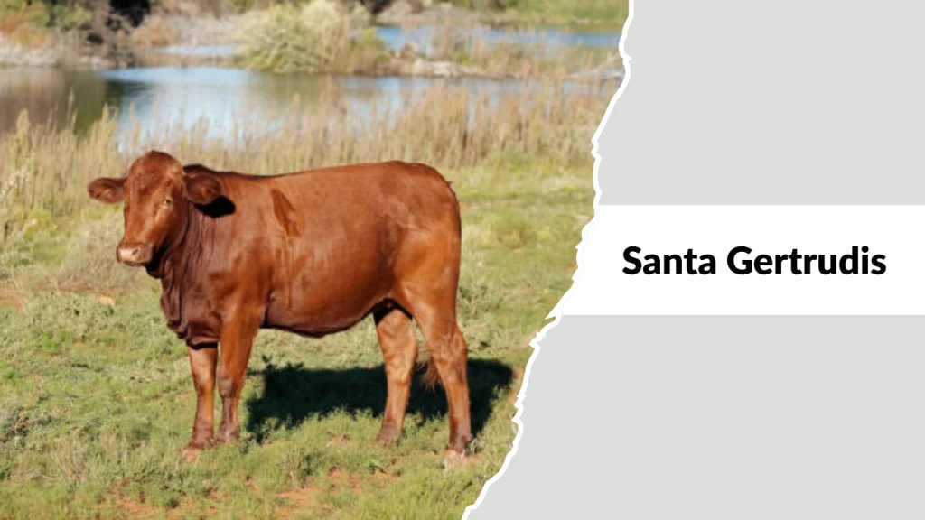 Santa Gertrudis