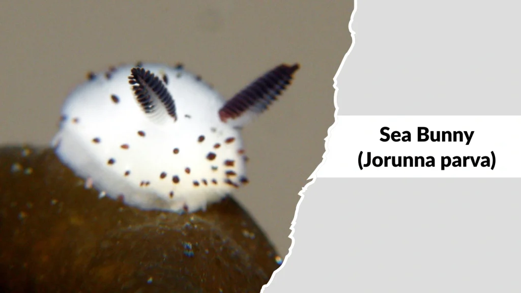 Sea Bunny (Jorunna parva)