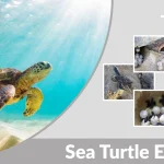 Sea Turtle Eggs How They Are Laid, Hatch & Survive