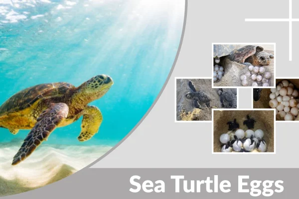 Sea Turtle Eggs How They Are Laid, Hatch & Survive