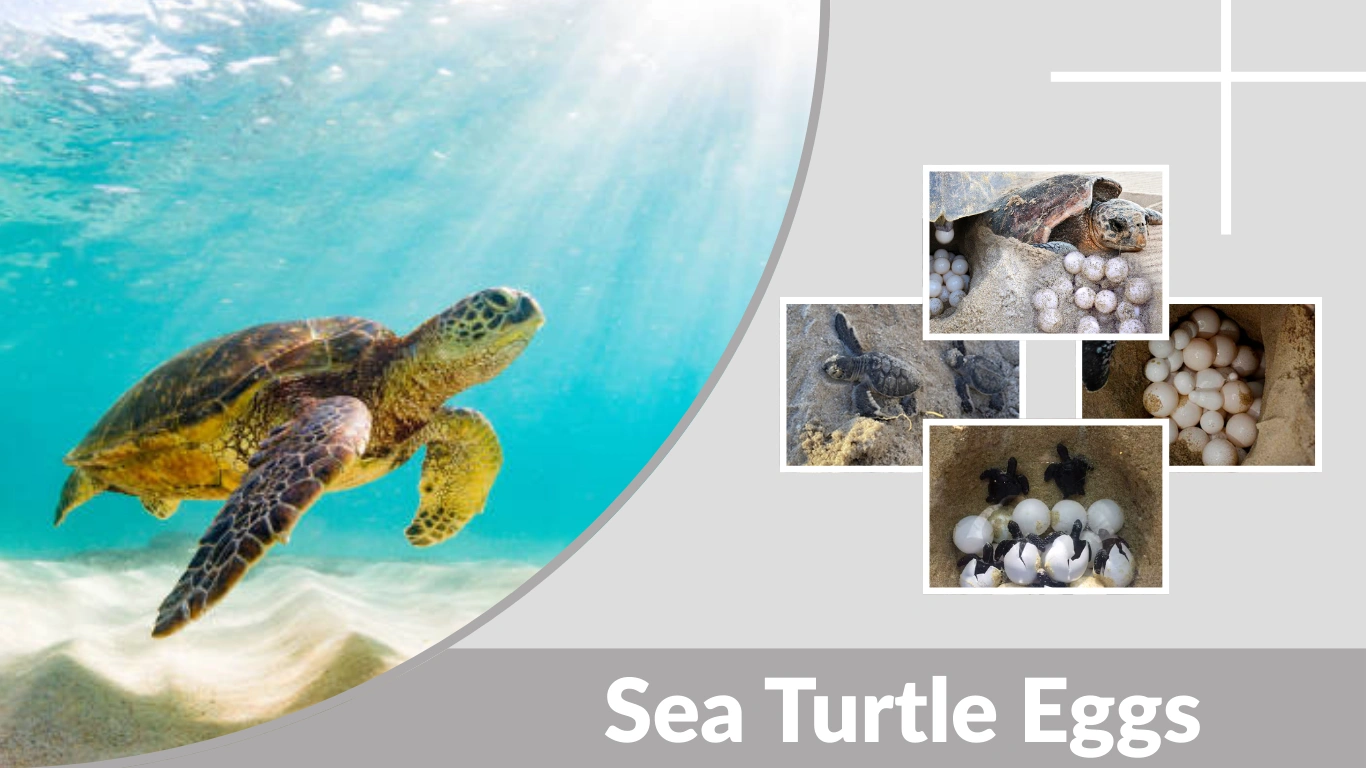 Sea Turtle Eggs How They Are Laid, Hatch & Survive