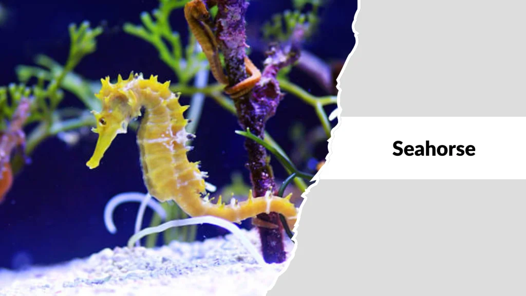 Seahorse