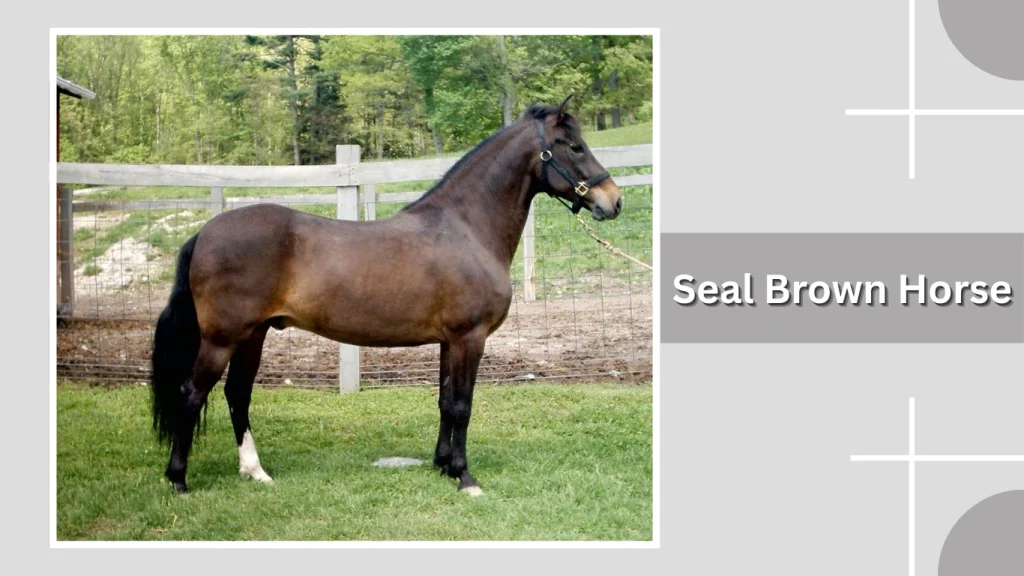 Seal Brown Horse