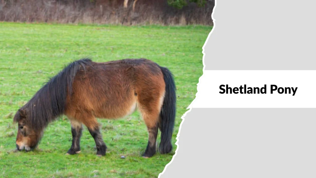Shetland Pony