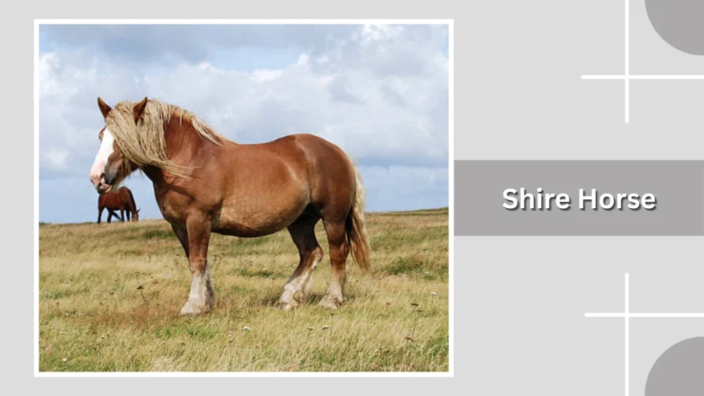 Shire Horse