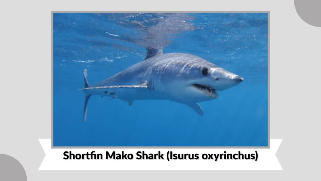 Shortfin Mako Shark (Isurus oxyrinchus)