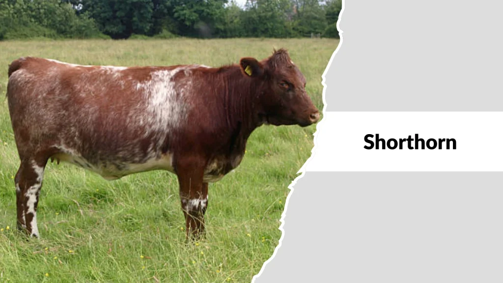 Shorthorn