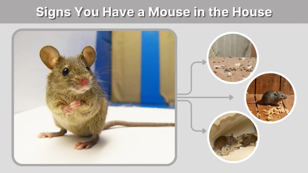 Signs You Have a Mouse in the House