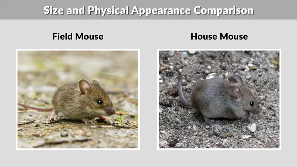 Size and Physical Appearance Comparison