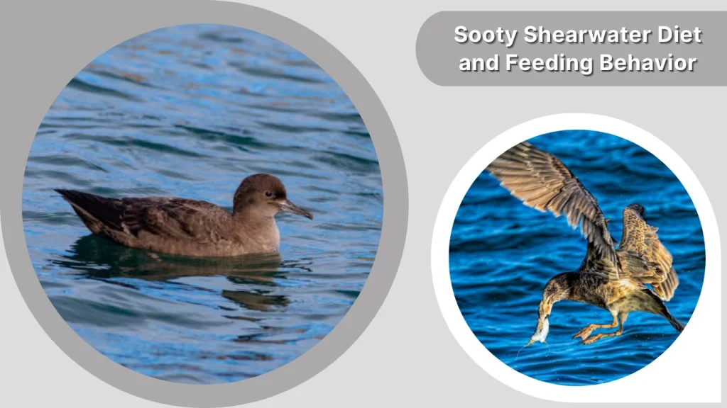 Sooty Shearwater Diet and Feeding Behavior