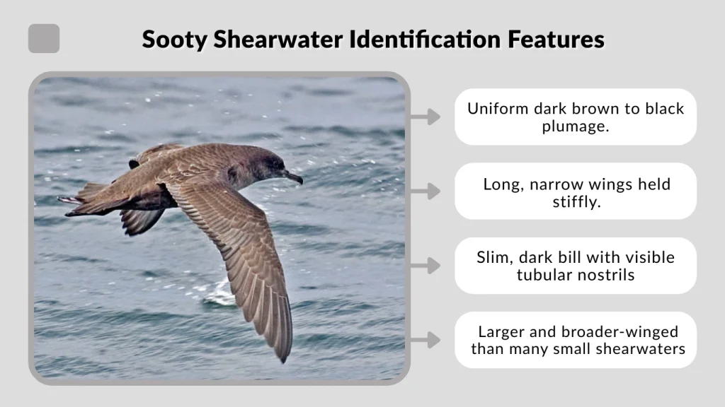 Sooty Shearwater Identification Features