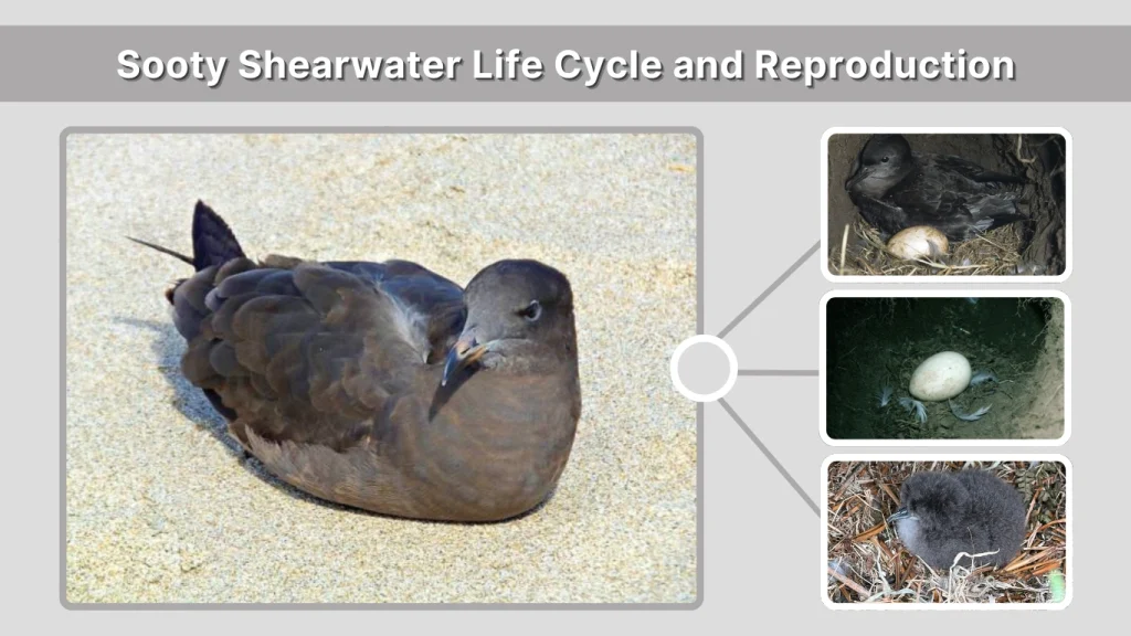 Sooty Shearwater Life Cycle and Reproduction