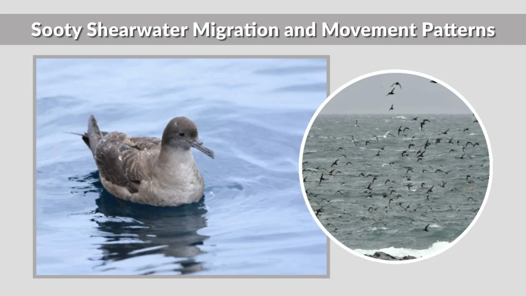 Sooty Shearwater Migration and Movement Patterns