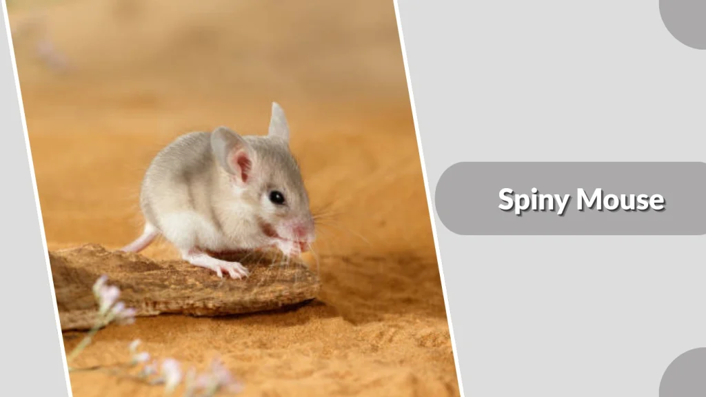 Spiny Mouse