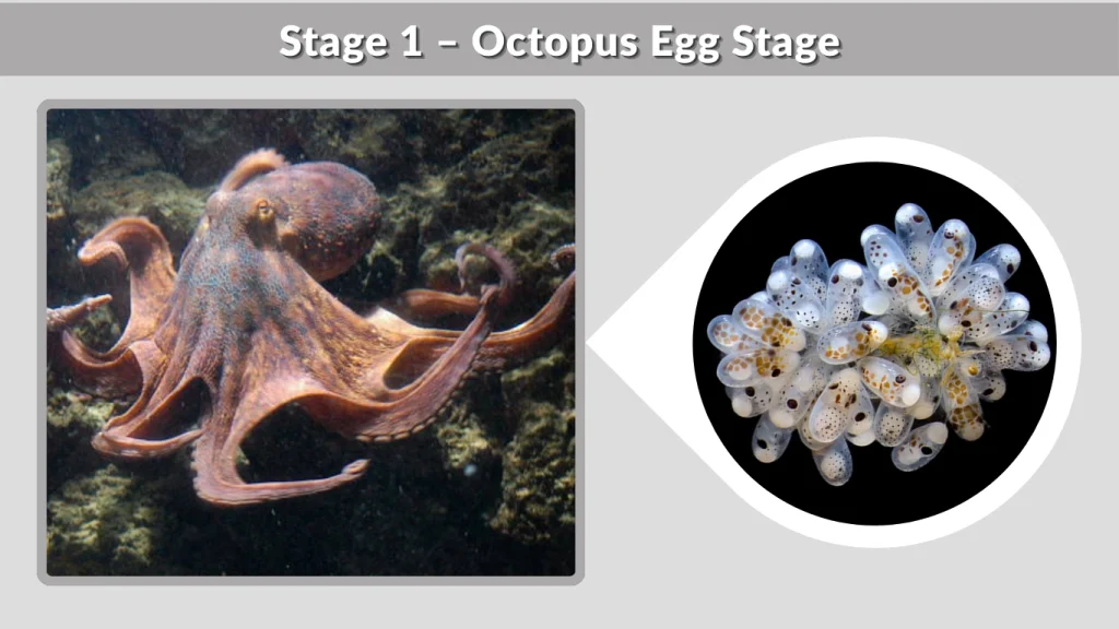 Stage 1 – Octopus Egg Stage