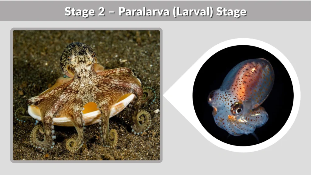 Stage 2 – Paralarva (Larval) Stage