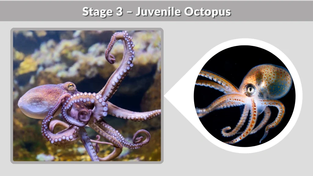 Stage 3 – Juvenile Octopus