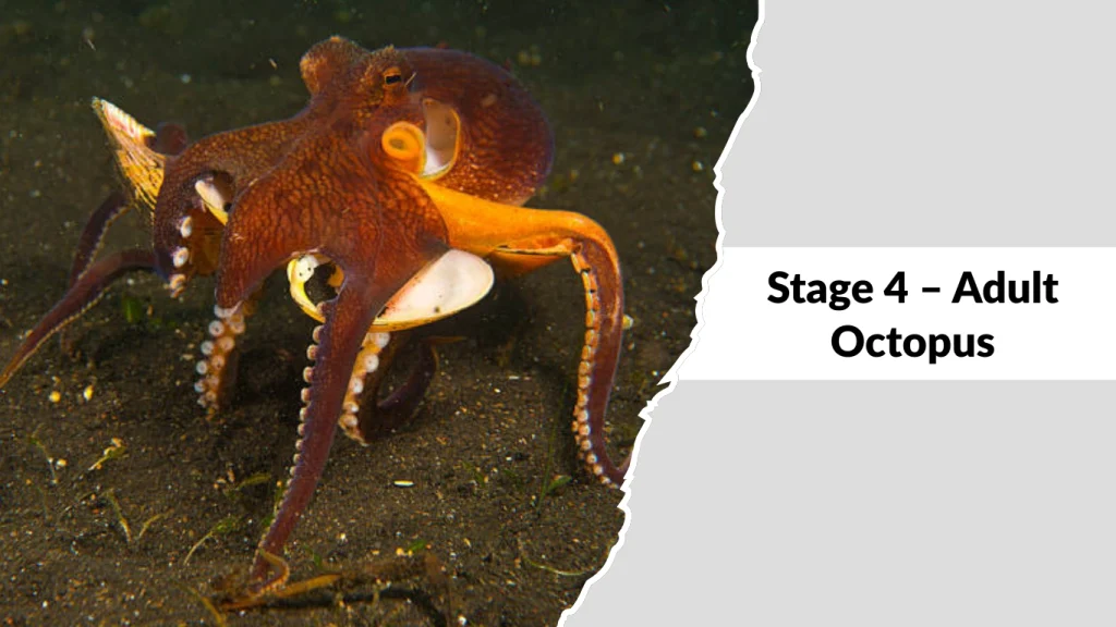 Stage 4 – Adult Octopus