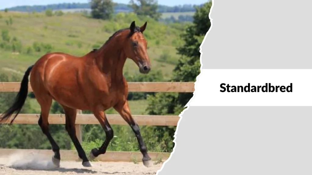 Standardbred