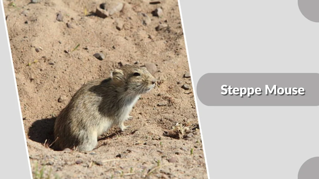Steppe Mouse