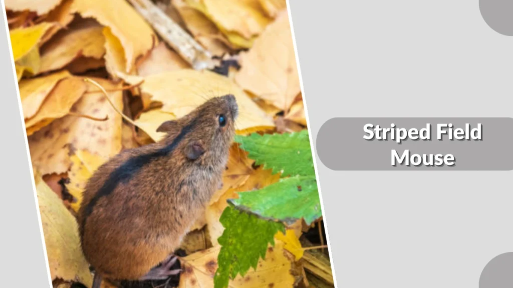 Striped Field Mouse