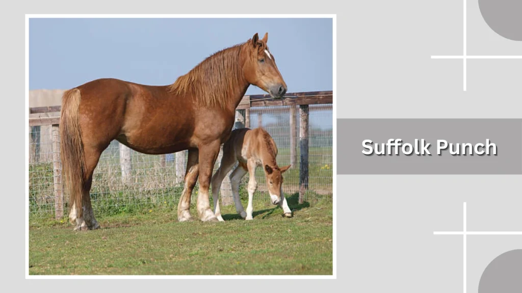 Suffolk Punch