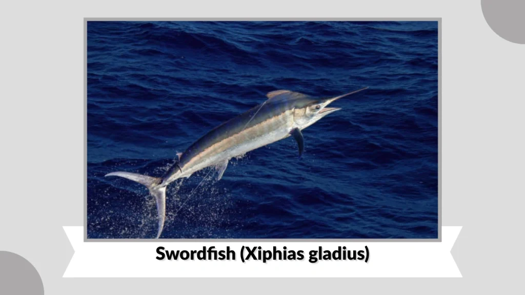Swordfish (Xiphias gladius)