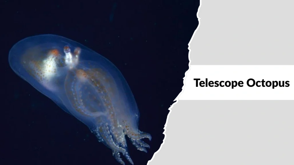 Telescope Octopus (Amphitretus pelagicus)