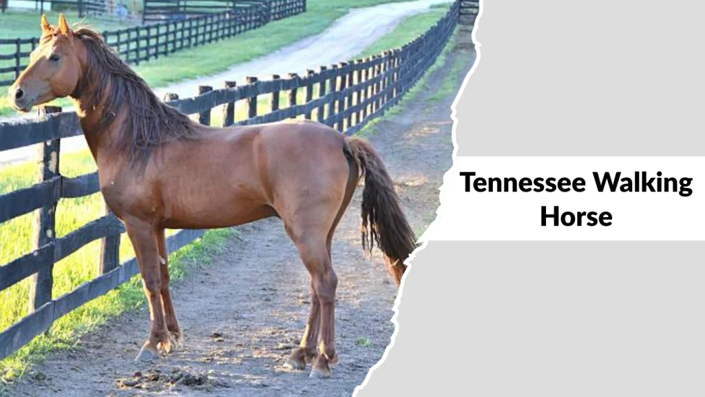 Tennessee Walking Horse
