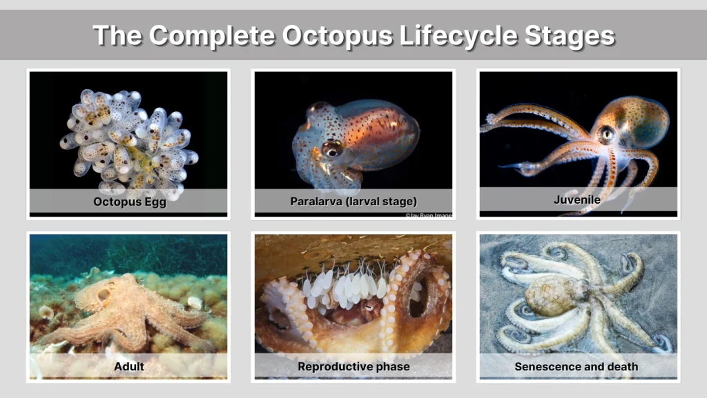 The Complete Octopus Lifecycle Stages