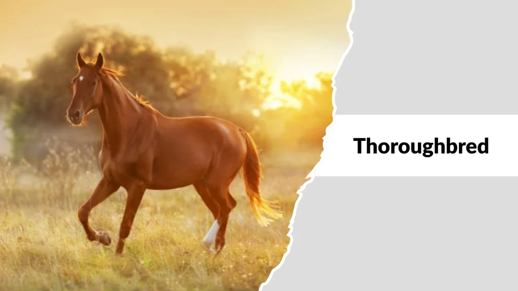 Thoroughbred
