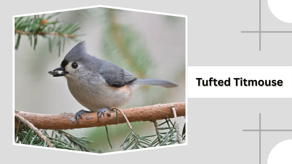 Tufted Titmouse
