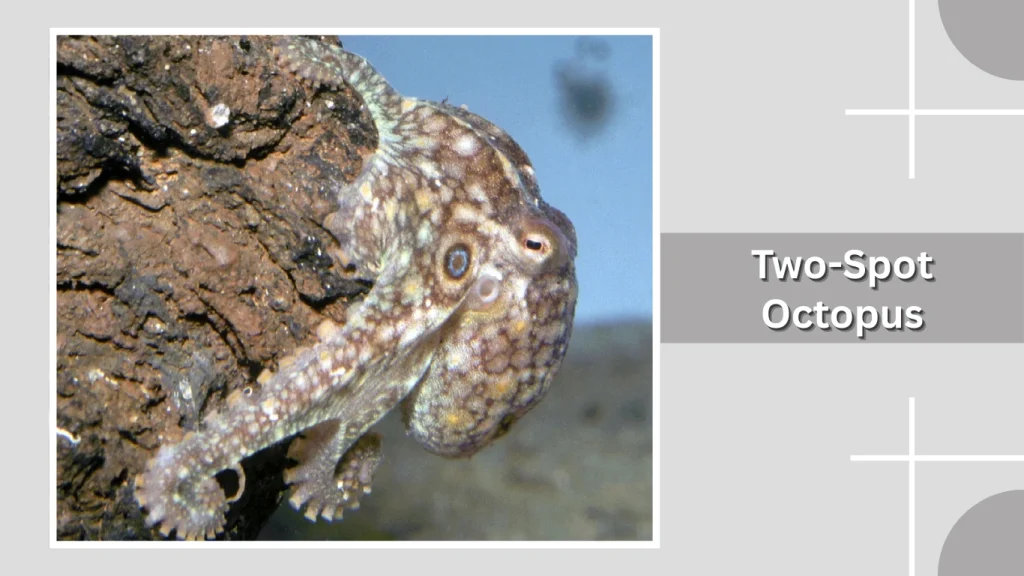 Two-Spot Octopus
